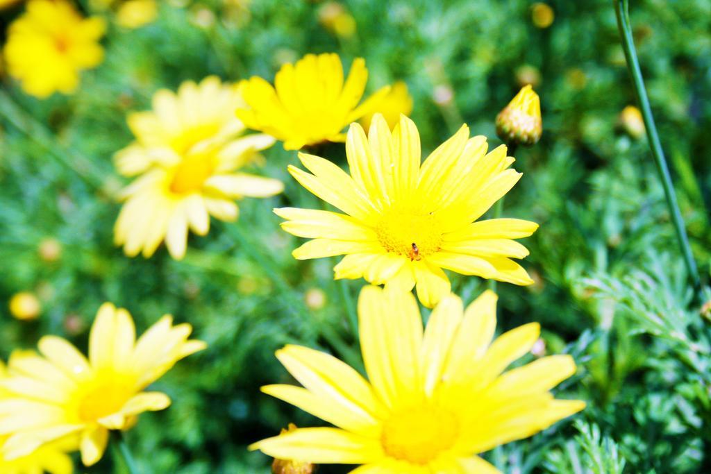 Parla Apart Hotel Çeşme Exteriér fotografie